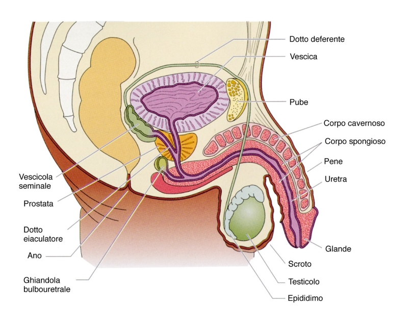 apparato genitale maschile