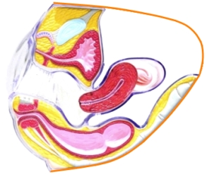 urologia